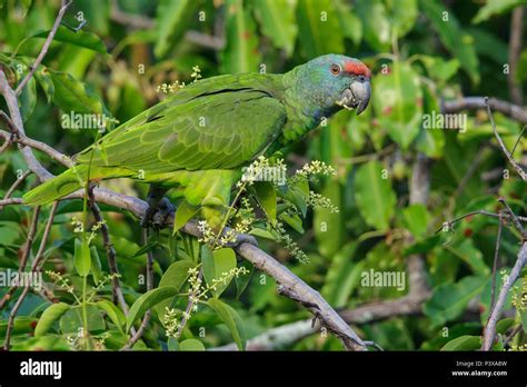 Festive Amazon Parrot Amazona Festiva Guyana Stock Photo Alamy