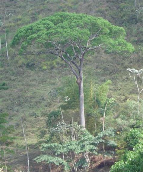 Brasil Jequitibá rosa Cariniana legalis Floresta equatorial