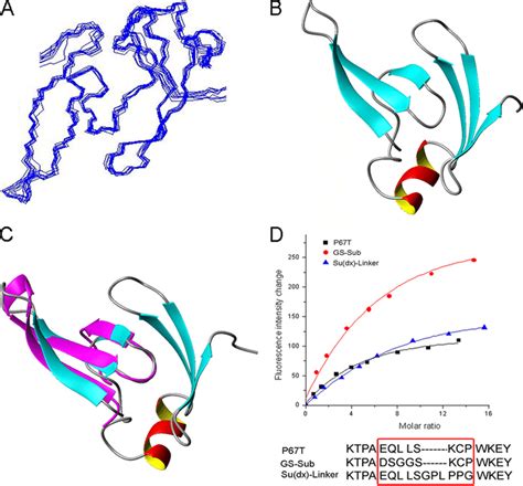 Solution Structure Of The Tandem WW Domains Of HYPA As Determined By