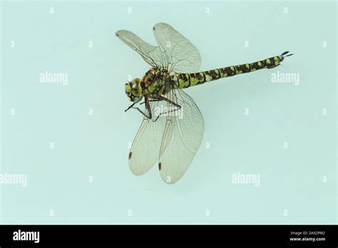 Odonata Hi Res Stock Photography And Images Alamy