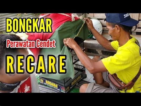 BONGKAR Rahasia Perawatan Cendet RECARE Agar Stabil Dan Tetap Juara