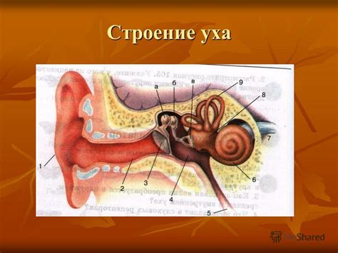 Презентация на тему: "Ушные раковины. Древняя индийская фигура Функции ...