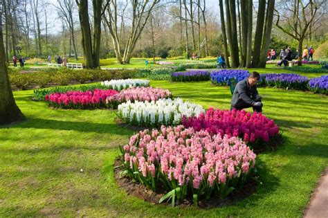 Famous Keukenhof garden stock photo. Image of flower - 25037920