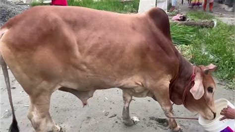 কেমন যাচ্ছে আমাদের ঈদ উল আযহা🐄 গরু কিনা থেকে শুরু করে ঈদ দিন পযর্ন্ত