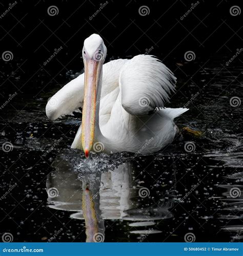 Pelican Swimming In The Water Stock Photo Image Of Birds Great 50680452