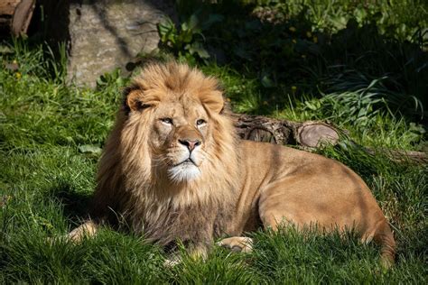 Columbus Zoo Welcomes 4 Year Old African Lion Wsyx