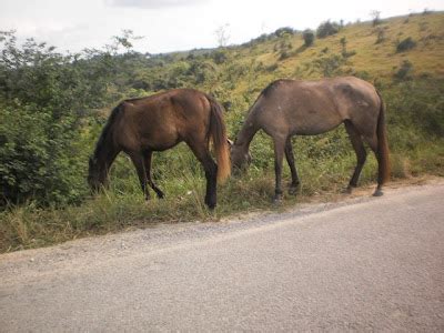 Blog Do Edinho Soares Animais Na Pista Cuidado