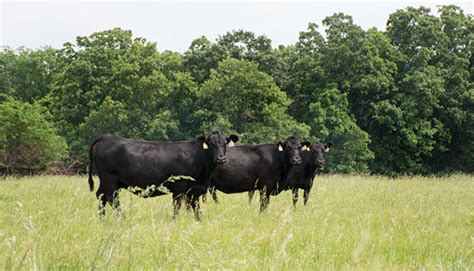 Plan Ahead For A Toxic Fescue Makeover Hay And Forage Magazine