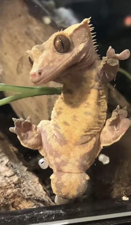 Researching Story On Crested Geckos Introductions Morphmarket