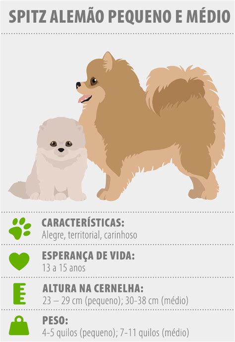 Lulu Da Pomerânia Mini Tamanho Sale Online emergencydentistry