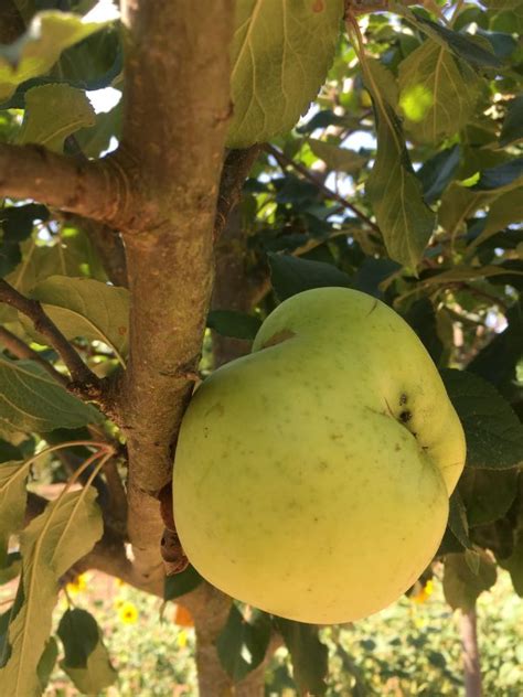 Apfelbaum Grahams Jubiläumsapfel Biobaumversandde