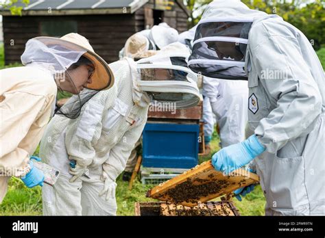 Group Of Beekeepers Inspecting A Hive Looking At A Brood Frame