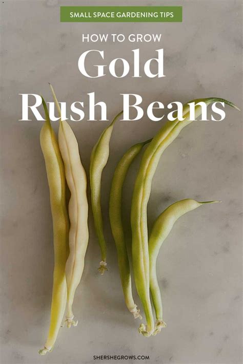 How To Grow Gold Rush Beans