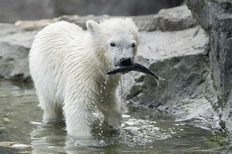 Tiere im Zoo Schönbrunn künftig ohne Namen - wien.ORF.at