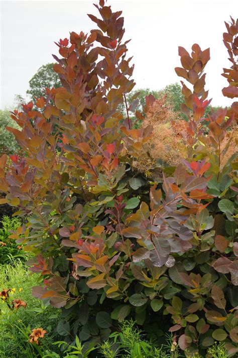 Cotinus Grace Smoke Bush Hello Hello Plants