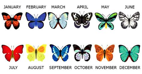 What Your Birth Month Butterfly Says About You