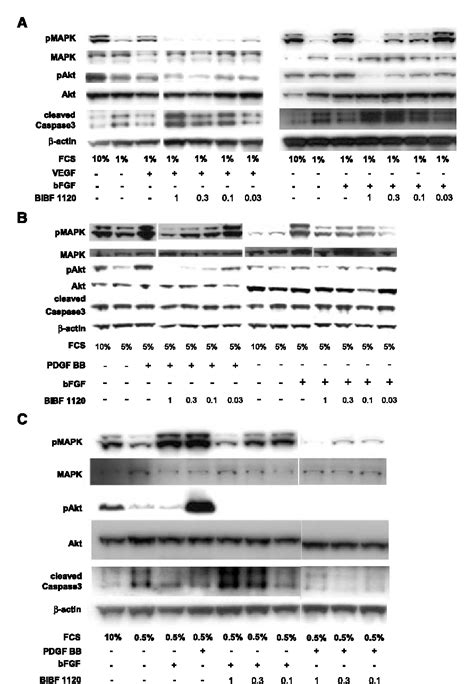 Figure 1 From BIBF 1120 Triple Angiokinase Inhibitor With Sustained