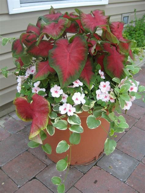 Vinca Vine Container