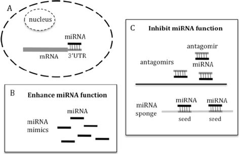 A In General Mirnas Bind To The 3 Utr Of Target Genes To