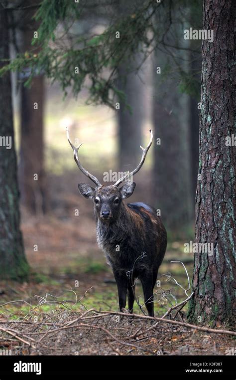 Sika Deere Hi Res Stock Photography And Images Alamy