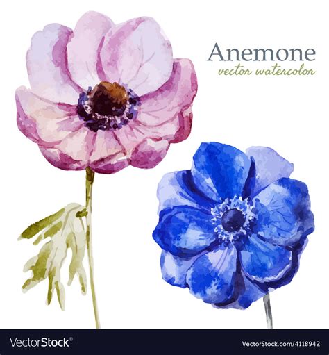 Anemones Royalty Free Vector Image Vectorstock