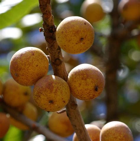 healthy foods and fruits : Parinari curatellifolia