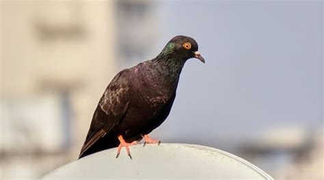 Understanding Rock Pigeon Behavior: Insights Fascinating World