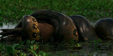 Green Anaconda Eating Capybara