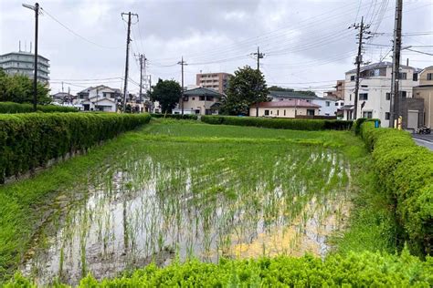 都内絶滅寸前の「水田」が足立区にあった！ 田んぼを守り続けた農家の意地を聞いた ポイント交換のpex