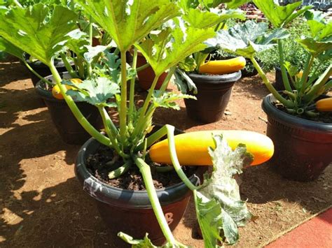 Awesome Steps To Grow Zucchini In A Gallon Bucket Gardening Mentor