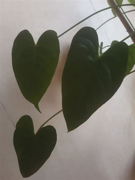 Plante Avec Des Feuilles En Forme De Coeur Plante Feuille Fleurs