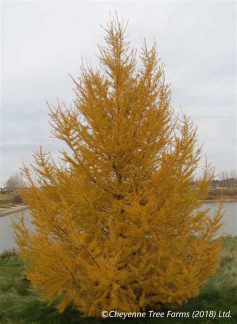 Larch Siberian Cheyenne Tree Farm Trees Shrubs Perennials