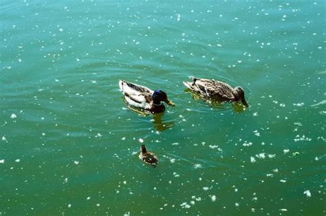 Lindos Patos Salvajes Nadan En El Lago Foto Premium