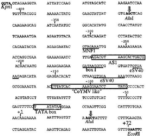 Nucleotide Sequence Of Cvp1 And Cvp2 Promoter Fragments The