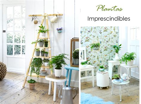 Plantas Para Alegrar El Hogar Decoración