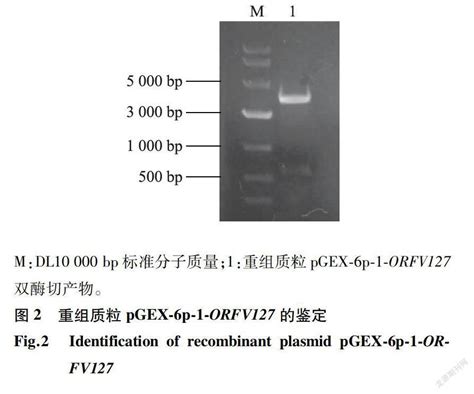 羊口疮病毒127基因的克隆表达及亚细胞定位分析参考网