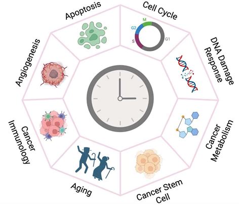 Frontiers Molecular Crosstalk Between Circadian Clock And Cancer And