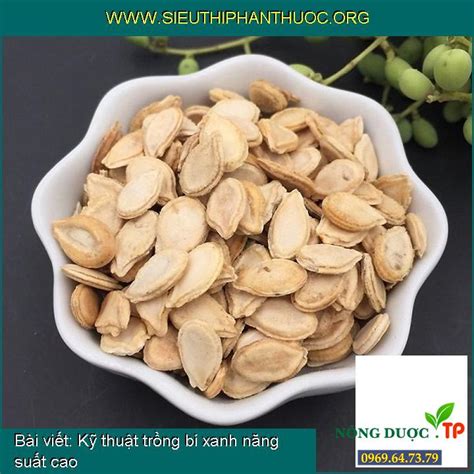 Kỹ thuật trồng bí xanh năng suất cao SIÊU THỊ PHÂN THUỐC