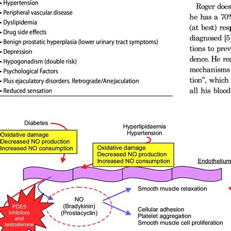 Mechanism Of Endothelial Dysfunction In Type 2 Diabetes NO Nitric