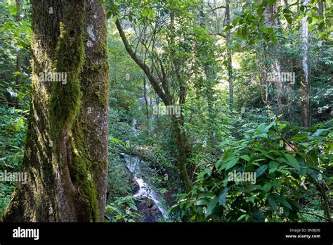 Rainforest Tree Hi Res Stock Photography And Images Alamy