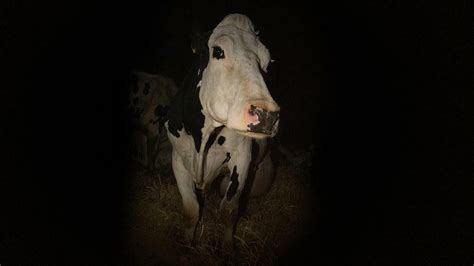 Dokumentarfilm über Tierhaltung Aus dem Leben einer Milchkuh