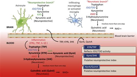 The Kynurenine Pathway In Traumatic Brain Injury Implications For