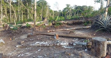 PF e Ibama prendem maior desmatador da Amazônia Forest Stewardship