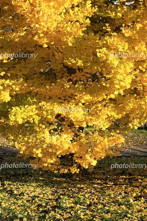 黄葉したイチョウの木 写真素材 354790 フォトライブラリー Photolibrary