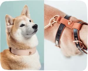 Accesorios Imprescindibles Para El Paseo Con Tu Perro X Branni Pets