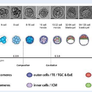 Figure1 Early stages of mouse development. Schematic of the early ...