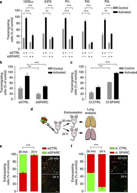 Tumour Derived SPARC Promotes Melanoma Cell Extravasation A HUVECs