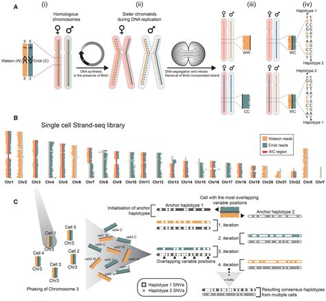 Direct Chromosome Length Haplotyping By Single Cell Sequencing