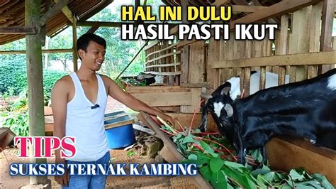 Mau Sukses Ternak Kambing Hal Inilah Yang Harus Kita Buang Jauh Jauh