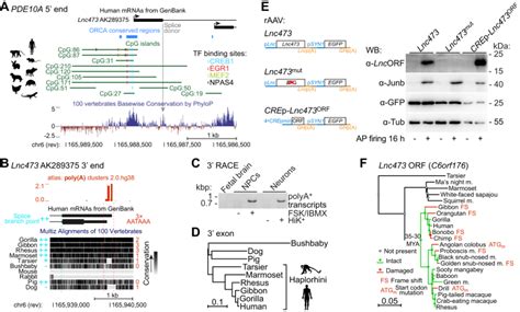 expression   primate specific linc rna  mouse neurons